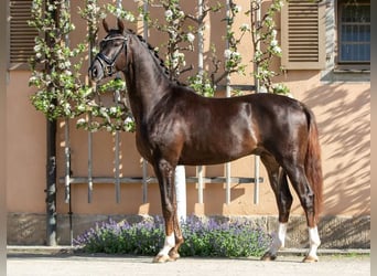 Niemiecki koń sportowy, Ogier, 4 lat, 168 cm, Ciemnokasztanowata