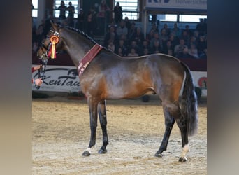 Niemiecki koń sportowy, Ogier, 10 lat, 168 cm, Gniada