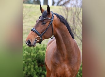 Niemiecki koń sportowy, Ogier, 3 lat, 169 cm, Gniada