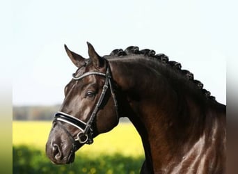 Niemiecki koń sportowy, Ogier, 11 lat, 173 cm, Kara