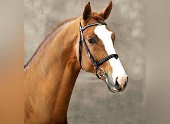 Niemiecki koń sportowy, Ogier, 19 lat, 170 cm, Kasztanowata