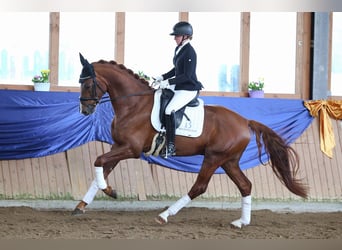 Niemiecki koń sportowy, Ogier, 5 lat, 170 cm, Kasztanowata