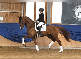 Niemiecki koń sportowy, Ogier, 5 lat, 170 cm, Kasztanowata