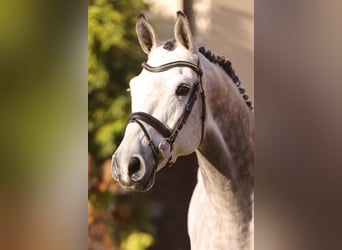 Niemiecki koń sportowy, Ogier, 8 lat, 173 cm, Siwa