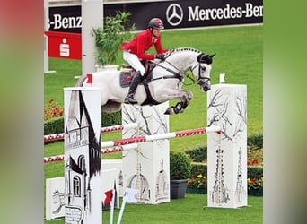 Niemiecki koń sportowy, Ogier, 18 lat, 168 cm, Siwa