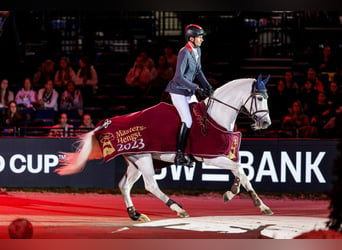 Niemiecki koń sportowy, Ogier, 19 lat, 168 cm, Siwa