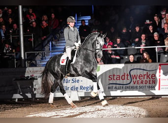 Niemiecki koń sportowy, Ogier, 5 lat, 171 cm, Siwa