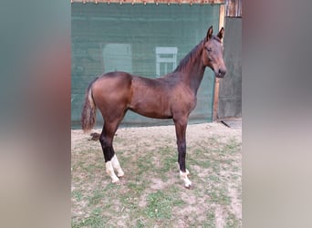 Niemiecki koń sportowy, Ogier, Źrebak (04/2026), 150 cm, Skarogniada