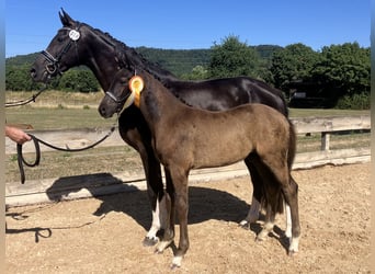 Niemiecki koń sportowy, Ogier, Źrebak (03/2026), 167 cm, Kara