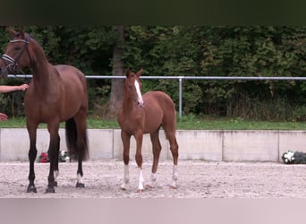Niemiecki koń sportowy, Ogier, Źrebak (03/2023), 167 cm