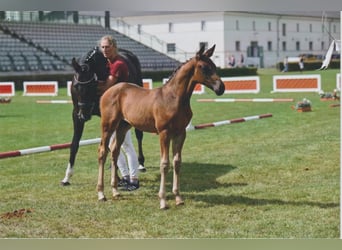 Niemiecki koń sportowy, Ogier, Źrebak (05/2025), 168 cm, Ciemnogniada