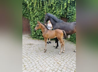 Niemiecki koń sportowy, Ogier, , 168 cm, Ciemnogniada