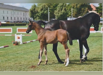 Niemiecki koń sportowy, Ogier, Źrebak (05/2025), 168 cm, Ciemnogniada