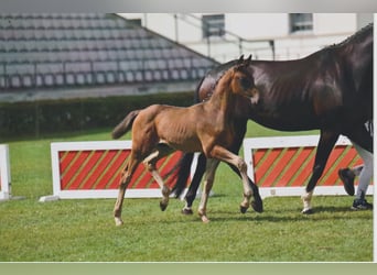 Niemiecki koń sportowy, Ogier, Źrebak (05/2025), 168 cm, Ciemnogniada