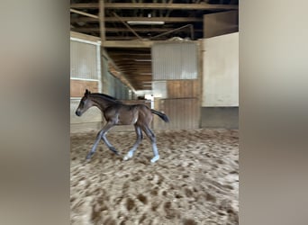 Niemiecki koń sportowy, Ogier, Źrebak (04/2026), 168 cm, Gniada