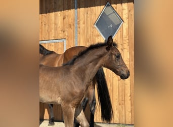 Niemiecki koń sportowy, Ogier, Źrebak (06/2025), 169 cm, Ciemnogniada