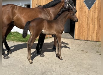 Niemiecki koń sportowy, Ogier, Źrebak (06/2025), 169 cm, Ciemnogniada