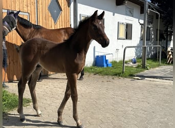 Niemiecki koń sportowy, Ogier, Źrebak (06/2025), 169 cm, Ciemnogniada