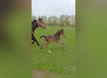 Niemiecki koń sportowy, Ogier, Źrebak (03/2024), 170 cm, Ciemnogniada