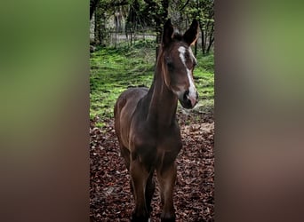 Niemiecki koń sportowy, Ogier, Źrebak (04/2024), 170 cm, Ciemnogniada