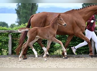 Niemiecki koń sportowy, Ogier, Źrebak (05/2026), 170 cm, Ciemnokasztanowata