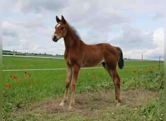 Niemiecki koń sportowy, Ogier, , 170 cm, Gniada