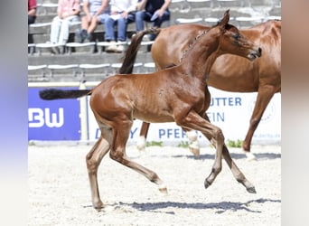 Niemiecki koń sportowy, Ogier, Źrebak (05/2026), 170 cm, Gniada