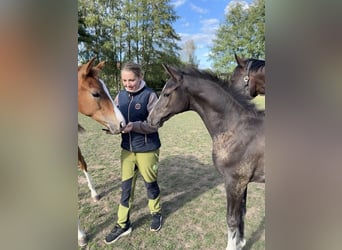 Niemiecki koń sportowy, Ogier, Źrebak (06/2026), 170 cm, Kara