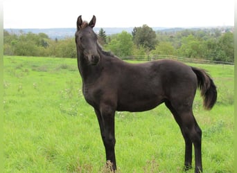 Niemiecki koń sportowy, Ogier, Źrebak (04/2025), 170 cm, Kara