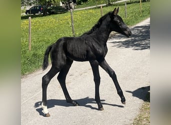Niemiecki koń sportowy, Ogier, Źrebak (05/2024), 170 cm, Kara
