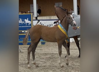 Niemiecki koń sportowy, Ogier, Źrebak (04/2025), 170 cm, Może być siwy