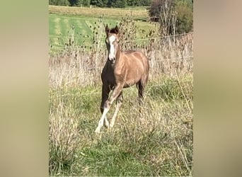 Niemiecki koń sportowy, Ogier, Źrebak (04/2025), 170 cm, Może być siwy