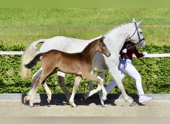 Niemiecki koń sportowy, Ogier, Źrebak (03/2026), 170 cm, Może być siwy