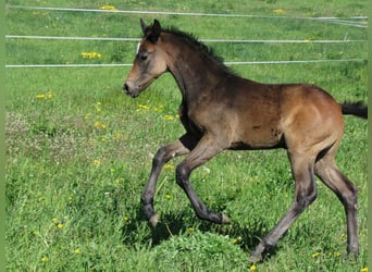 Niemiecki koń sportowy, Ogier, Źrebak (03/2026), 170 cm, Może być siwy
