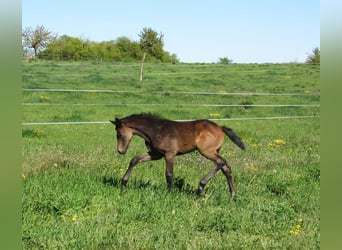 Niemiecki koń sportowy, Ogier, Źrebak (03/2026), 170 cm, Może być siwy