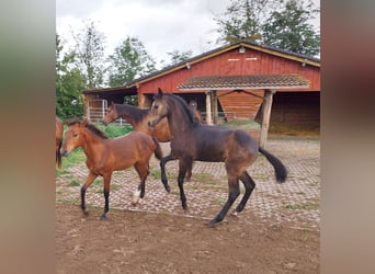 Niemiecki koń sportowy, Ogier, Źrebak (03/2026), 170 cm, Może być siwy
