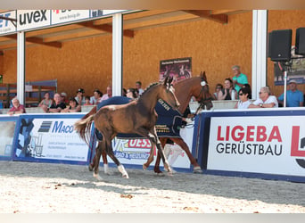 Niemiecki koń sportowy, Ogier, Źrebak (04/2026), 170 cm, Skarogniada
