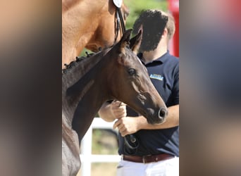 Niemiecki koń sportowy, Ogier, Źrebak (04/2026), 170 cm, Skarogniada