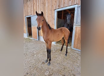 Niemiecki koń sportowy, Ogier, Źrebak (03/2026), 172 cm, Ciemnogniada