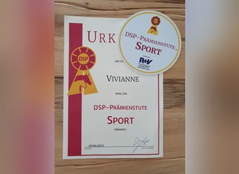 Niemiecki koń sportowy, Ogier, , 173 cm, Skarogniada