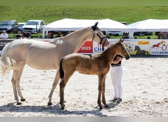 Niemiecki koń sportowy, Ogier, Źrebak (03/2025), 175 cm, Jelenia