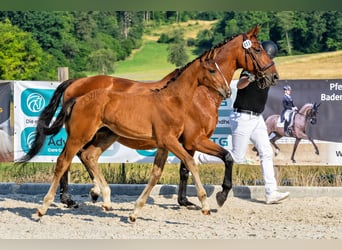 Niemiecki koń sportowy, Ogier, Źrebak (04/2026), 180 cm, Gniada