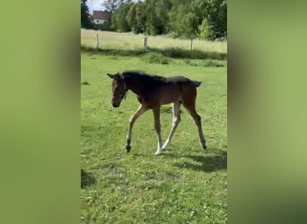 Niemiecki koń sportowy, Ogier, , Ciemnogniada