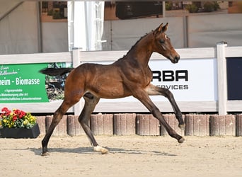 Niemiecki koń sportowy, Ogier, Źrebak (04/2025), Ciemnogniada