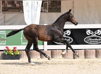 Niemiecki koń sportowy, Ogier, Źrebak (03/2025), Ciemnogniada