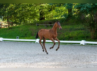 Niemiecki koń sportowy, Ogier, Źrebak (06/2023), Ciemnogniada