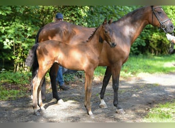 Niemiecki koń sportowy, Ogier, Źrebak (06/2023), Ciemnogniada