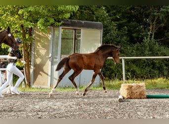 Niemiecki koń sportowy, Ogier, Źrebak (04/2026), Ciemnogniada