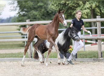Niemiecki koń sportowy, Ogier, Źrebak (05/2025), Ciemnokasztanowata