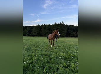 Niemiecki koń sportowy, Ogier, Źrebak (04/2024), Ciemnokasztanowata